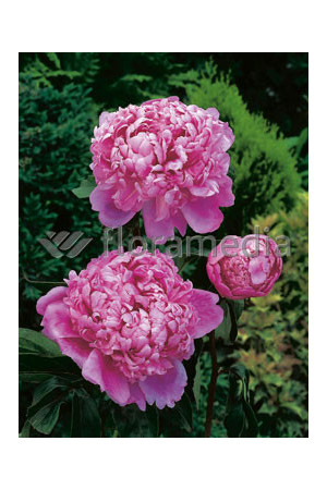 Piwonia chińska 'Mons Jules Elie' Paeonia lactiflora