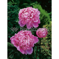 Piwonia chińska 'Mons Jules Elie' Paeonia lactiflora