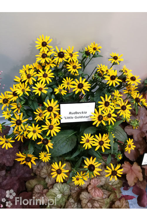 Rudbekia 'Little Goldstar' | Rudbeckia fulgida