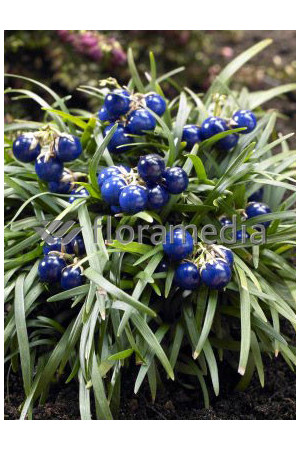 Konwalijnik japoński 'Minor' | Ophiopogon japonicus