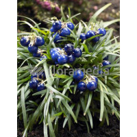 Konwalijnik japoński 'Minor' | Ophiopogon japonicus