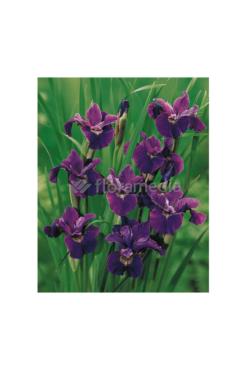 Kosaciec (Irys) syberyjski 'Red Flare' Iris sibirica