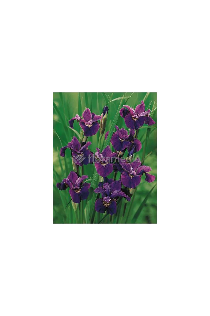 Kosaciec (Irys) syberyjski 'Red Flare' Iris sibirica