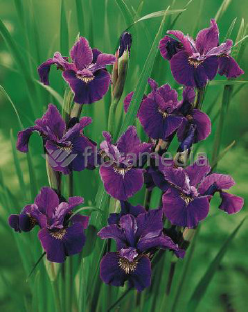 Kosaciec (Irys) syberyjski 'Red Flare' Iris sibirica