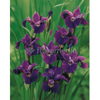 Kosaciec (Irys) syberyjski 'Red Flare' Iris sibirica