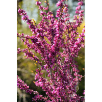 Judaszowiec chiński 'Avondale' Cercis chinensis