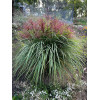 Miskant chiński 'Polonus' | Miscanthus sinensis