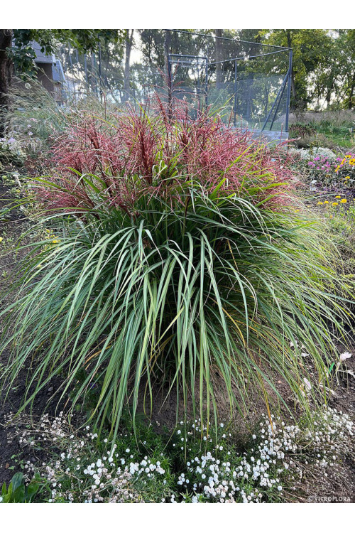 Miskant chiński 'Polonus' | Miscanthus sinensis