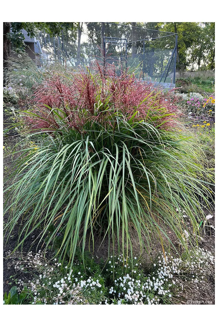 Miskant chiński 'Polonus' | Miscanthus sinensis