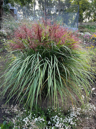 Miskant chiński 'Polonus' | Miscanthus sinensis