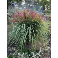 Miskant chiński 'Polonus' | Miscanthus sinensis