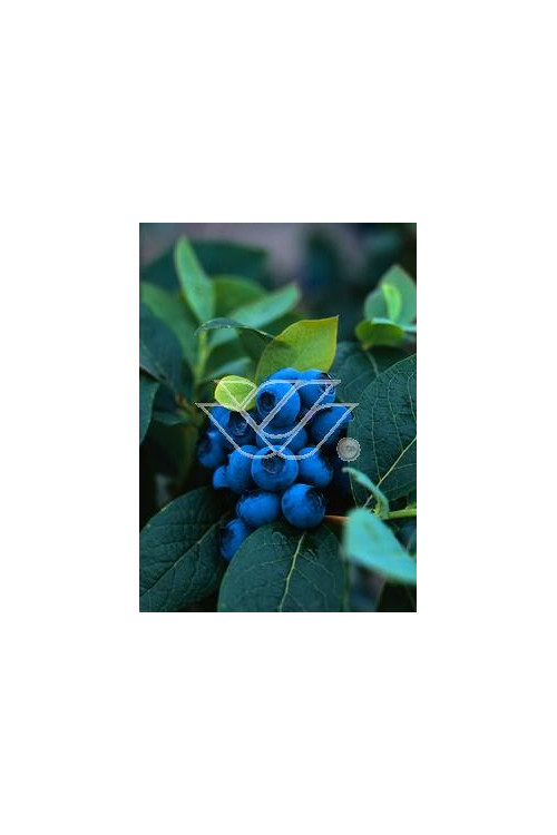 Borówka wysoka (amerykańska) 'Spartan' | Vaccinium corymbosum