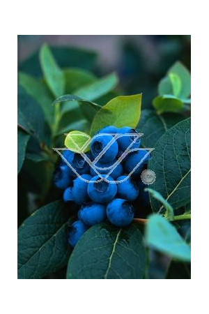 Borówka wysoka (amerykańska) 'Spartan' | Vaccinium corymbosum