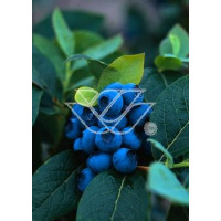 Borówka wysoka (amerykańska) 'Spartan' | Vaccinium corymbosum