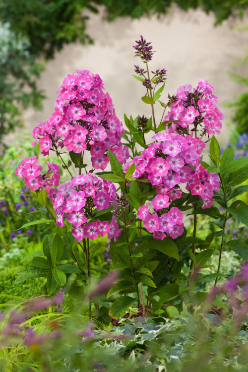 Floks wiechowaty 'Flame Pink ' | Phlox panniculata