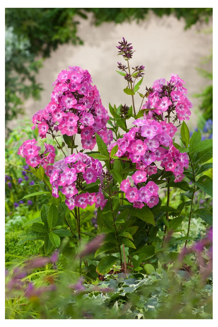 Floks wiechowaty 'Flame Pink ' | Phlox panniculata