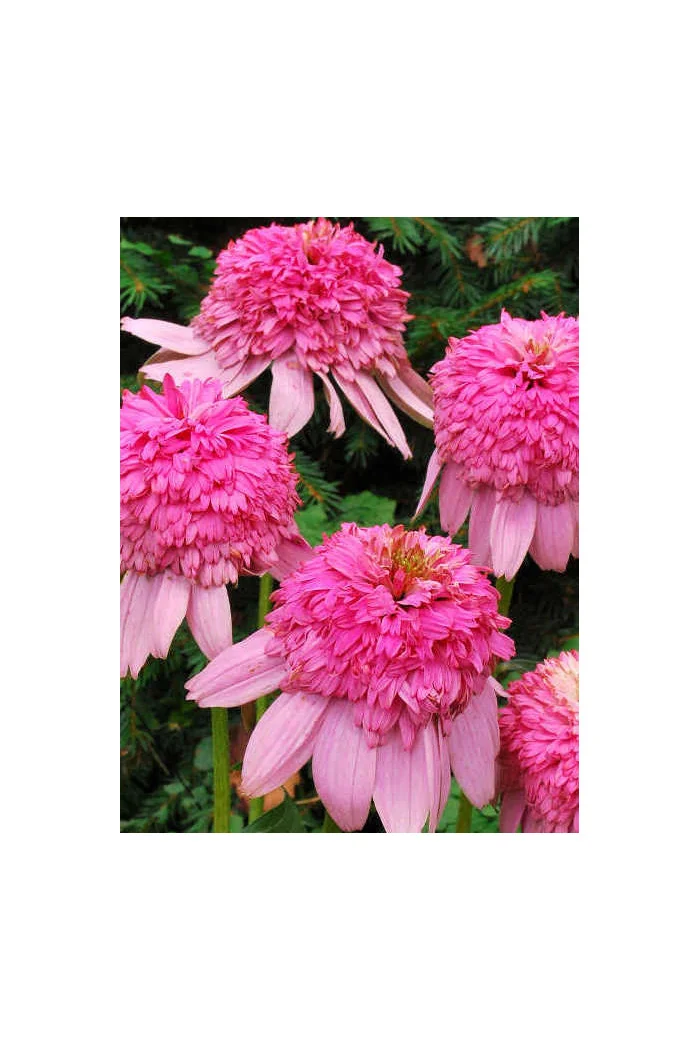 Jeżówka 'Secret Romance' Echinacea