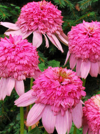 Jeżówka 'Secret Romance' Echinacea