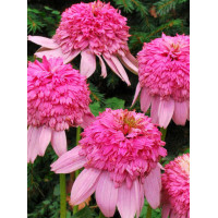 Jeżówka 'Secret Romance' Echinacea