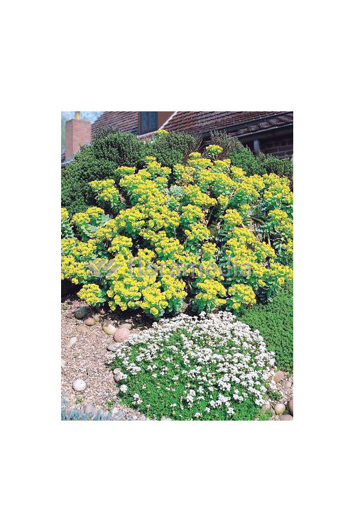 Wilczomlecz pstry, wilczomlecz, Euphorbia, Euphorbia mirtowaty