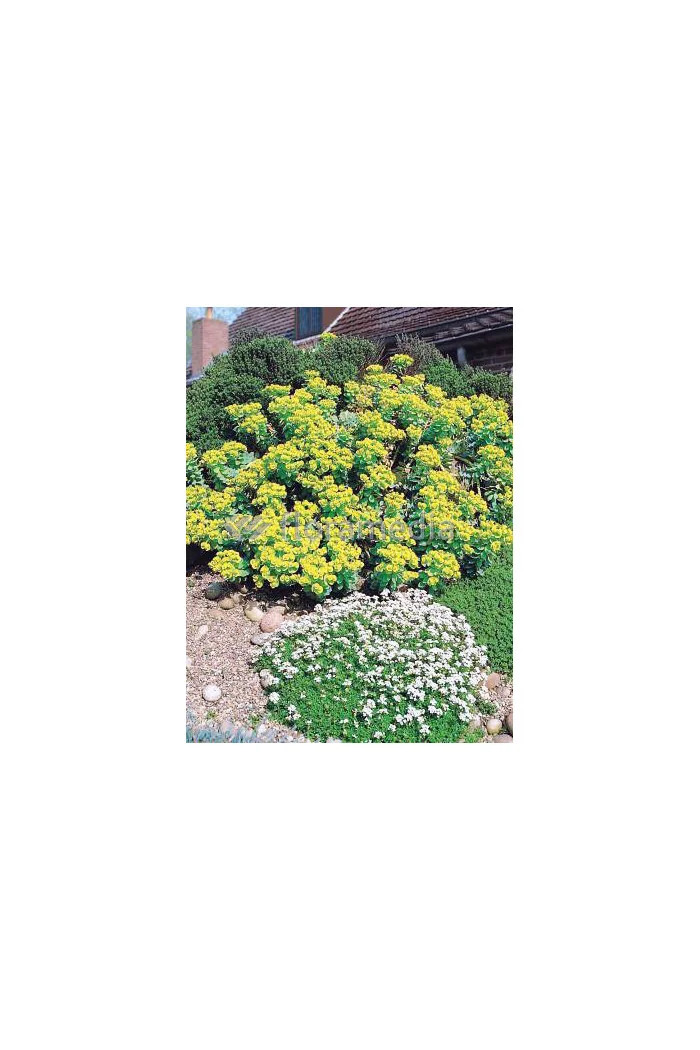 Wilczomlecz pstry, wilczomlecz, Euphorbia, Euphorbia mirtowaty