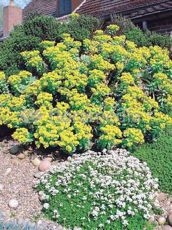 Wilczomlecz pstry, wilczomlecz, Euphorbia, Euphorbia mirtowaty