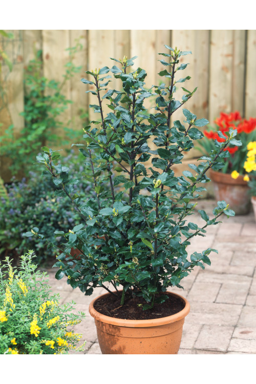 Ostrokrzew Meservy 'Blue Prince' (męski) Ilex x meserveae