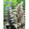 Wietlica 'Pewter Lace' | Athyrium