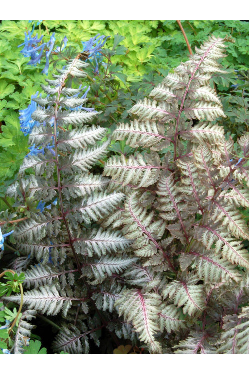 Wietlica 'Pewter Lace' | Athyrium
