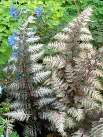 Wietlica 'Pewter Lace' | Athyrium