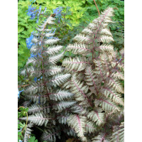 Wietlica 'Pewter Lace' | Athyrium