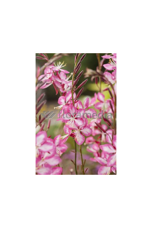 Gaura 'Rosy Jane' | Gaura