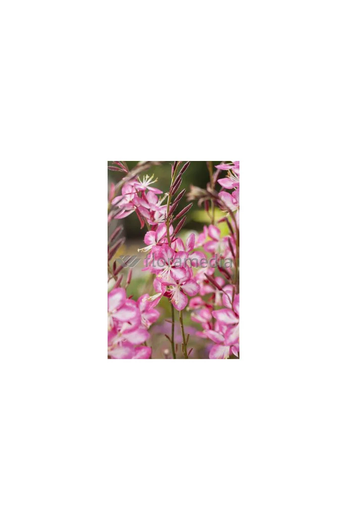 Gaura 'Rosy Jane' | Gaura