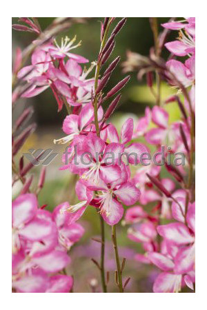 Gaura 'Rosy Jane' | Gaura