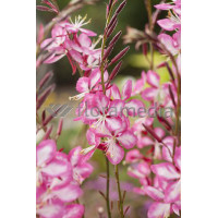 Gaura 'Rosy Jane' | Gaura