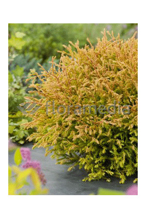 Żywotnik zachodni 'Golden Tuffet' Thuja occidentalis