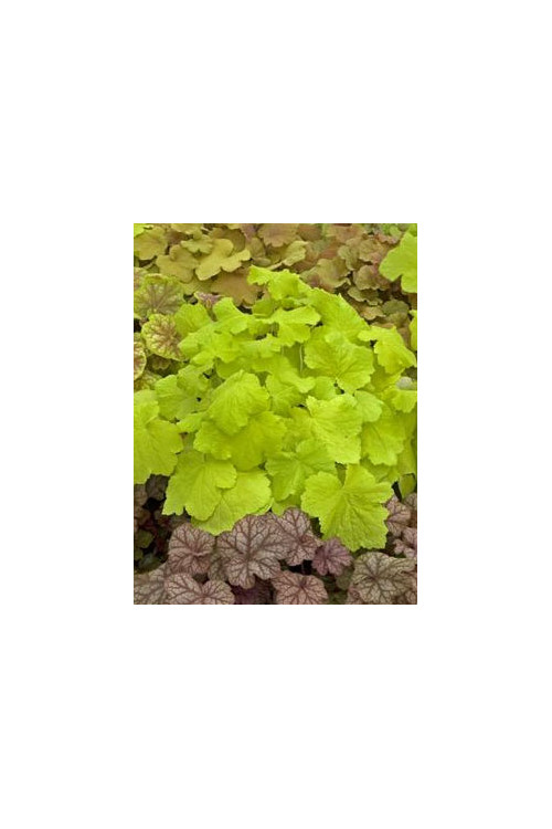 Żurawka 'Pistache' Heuchera