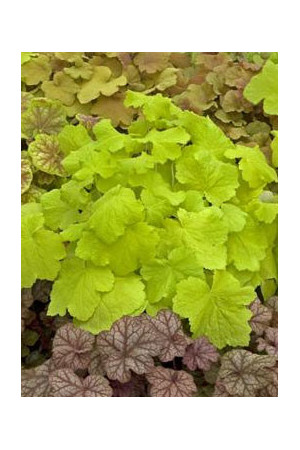 Żurawka 'Pistache' Heuchera