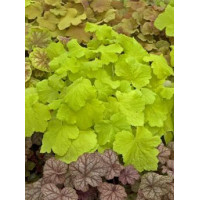 Żurawka 'Pistache' Heuchera