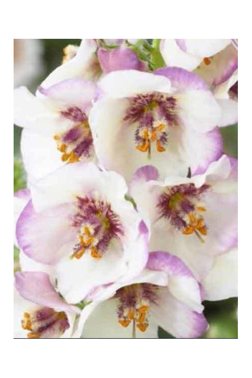 Dziewanna Jackie in Spots verbascum Jackie in Spots