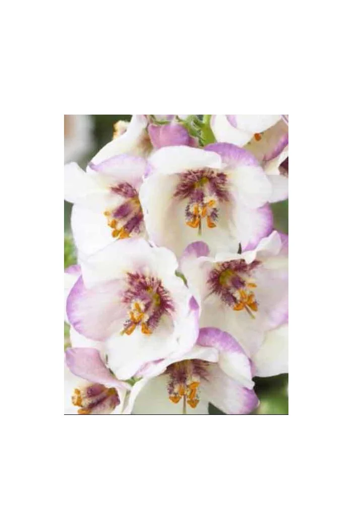 Dziewanna Jackie in Spots verbascum Jackie in Spots