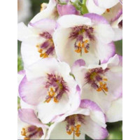 Dziewanna Jackie in Spots verbascum Jackie in Spots