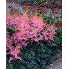 Tawułka arendsa 'Flamingo' | Astilbe arendsii