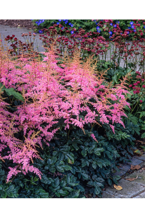 Tawułka arendsa 'Flamingo' | Astilbe arendsii