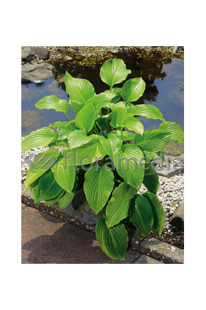 Funkia babkolistna 'Grandiflora' Hosta plantaginea