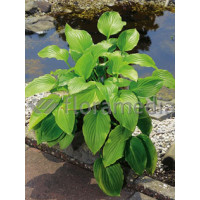 Funkia babkolistna 'Grandiflora' Hosta plantaginea