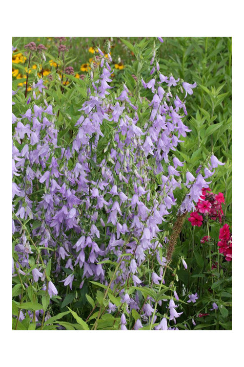 Dzwonecznik 'Hemelstraling' | Adenophora confusa