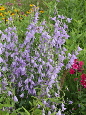 Dzwonecznik 'Hemelstraling' | Adenophora confusa