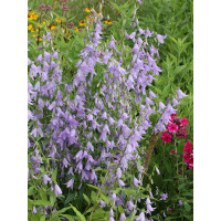 Dzwonecznik 'Hemelstraling' | Adenophora confusa