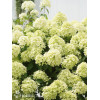Hortensja bukietowa 'Pinkachu' | Hydrangea panniculata